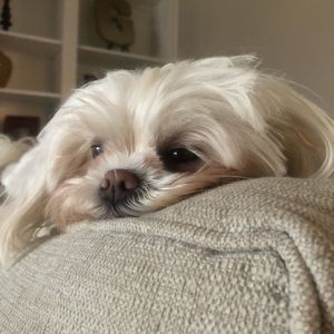 Meet your Posher, Lindsey